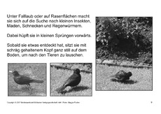 Bilderbuch-Amsel-SW-9.pdf